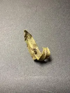 タイワンアリタケ　冬虫夏草　Ａ