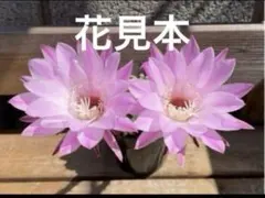 短*丸様 52-ピンク牡丹 多肉植物 花サボテン ロビビア属 群開 カキコ蕾