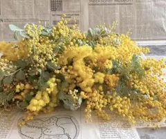 今季初★ パールアカシア　銀葉アカシア　ミモザ　半ドライ