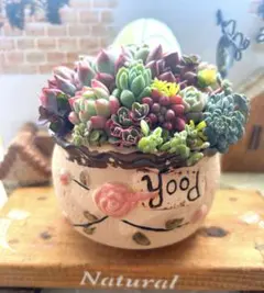 ❤️多肉植物そのまま飾れる❤️可愛い韓国鉢❤️