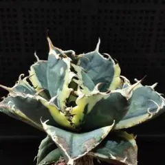 2027SSS級 アガベ チタノタ 白鯨縞斑錦 永久斑 極上美株 2027SSS級 アガベ チタノタ 白鯨縞斑錦 永久斑 極上美株