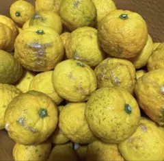 ショコラ様専用♡柚子　キズあり　10キロ