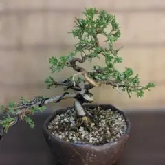 玉*美様 小品、盆栽、糸魚川真柏、吹き流し樹形盆栽、B 玉*美様 小品、盆栽、糸魚川真柏、吹き流し樹形盆栽、B - メルカリ