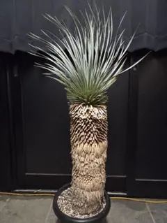 専用出品 特、セット割 ユッカ ロストラータ (う) 太株 専用出品 特、セット割 ユッカ ロストラータ (う) 太株 専用出品