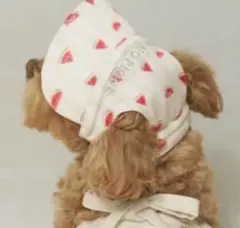 新品⭐︎ジェラートピケ　犬服　帽子　ソフトサンバイザー