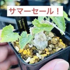 2026年最新】コラロカルプスの人気アイテム - メルカリ
