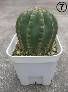 三色だんご様 リクエスト 2点 まとめ商品