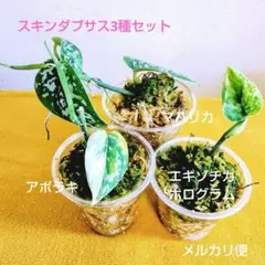 2026年最新】スキンダプサス アポラキの人気アイテム - メルカリ