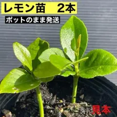 ゆーみん様 リクエスト 2点 まとめ商品