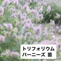 トリフォリウム バーニーズ 苗 ドライフラワー 寄せ植え