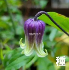 壺型クレマチス 種　会津の風　10粒　　匿名発送のサムネイル