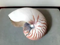 オウムガイ オウム貝 貝殻 本物 インテリア 雑貨 - メルカリ