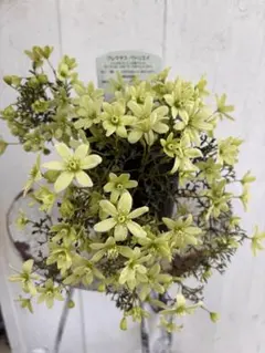 ハナハナ様 リクエスト 2点 まとめ商品