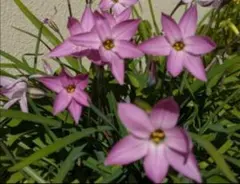 milk..@様 リクエスト 3点 まとめ商品