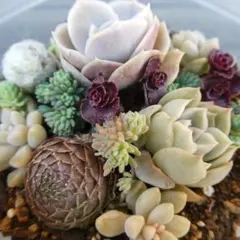 大人っぽいカラーリングの多肉植物 寄せ植 セット
