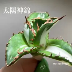 2026年最新】メリクロン アガベの人気アイテム - メルカリ