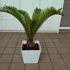 ソテツ蘇鉄　　鉢付きのサムネイル