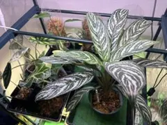 2025年最新】アグラオネマ リリアンの人気アイテム - メルカリ