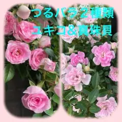 ユキコ 2苗セット つるバラ苗 ミニばら苗 - メルカリ