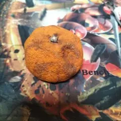 Item thumbnail for item 758b9f16-cedb-4cd2-bc97-73593508dddb