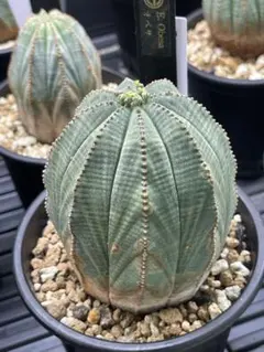 古木 巨大 ユーフォルビア オベサ Euphorbia obesa 選抜 丸大 - メルカリ