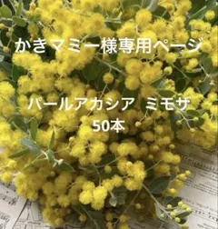 かきマミー様専用ページ⭐︎パールアカシア 真珠葉ミモザ♪50本