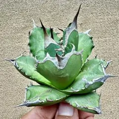 2025年最新】アガベ チタノタ 実生の人気アイテム - メルカリ