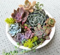 多肉植物の寄せ植え（エケベリア・セダム）