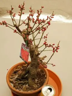 イータカリーナ様専用大盃と冬至梅２鉢