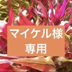マイケル様専用レイアウト流木　ナナプチ&ミクロソリウム２種＆ウィローモス　水槽用