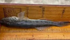 Item thumbnail for item 84ef97b9-8189-4032-a18b-b02d523472d8