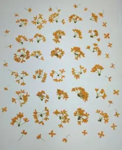 押し花　キンモクセイ　№310