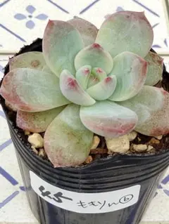 45 ももりん⑥／ミックスベリア　多肉植物