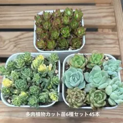 2026年最新】多肉 抜き苗 セットの人気アイテム - メルカリ