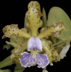 ［洋蘭原種］C.schilleriana var. coeruleaのサムネイル