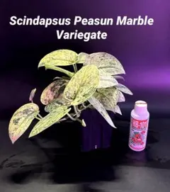 2026年最新】Scindapsus peasunの人気アイテム - メルカリ