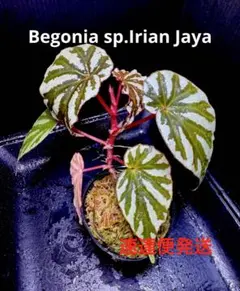 Begonia rockii 原種 ベゴニア ロッキー 極青株 青ベゴニア - メルカリ