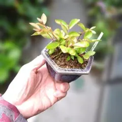 ミニ盆栽、盆栽、植木、植物、雑木、山野草、花物盆栽、実物盆栽、盆栽鉢のサムネイル