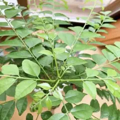 2026年最新】カレーリーフの人気アイテム - メルカリ