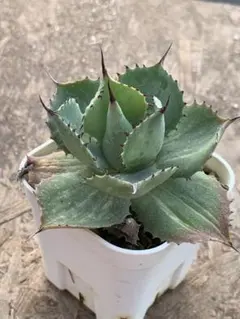 2026年最新】縞斑 アガベの人気アイテム - メルカリ