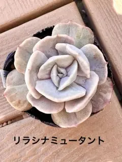 クロロ様 リクエスト 3点 まとめ商品