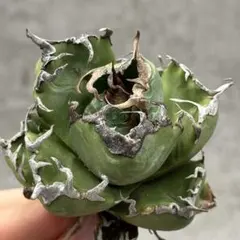 2025年最新】AGAVE titanota 魔丸の人気アイテム - メルカリ