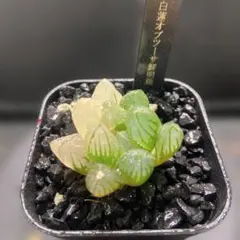 O*Z様 ハオルチア　白蓮オブツーサ鮮明錦　大きめ