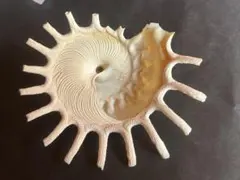 カジトリグルマ 9cm 貝殻 置物 標本 - メルカリ