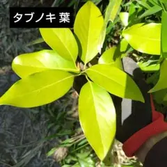 柿の若葉100枚 岐阜県産 中程度のサイズ 無農薬化学肥料不使用の 