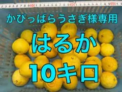 はるか 10キロ かぴっぱらうさぎ様専用