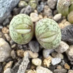 ひかる様 リクエスト 2点 まとめ商品