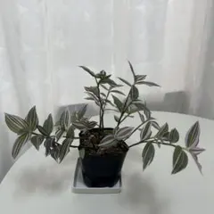 観葉植物　トラディスカンティア ラベンダー　抜き苗のサムネイル