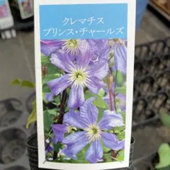 こうにゅうしゃ様専用