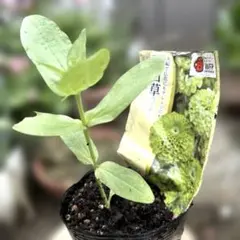 백일초 (라임색)